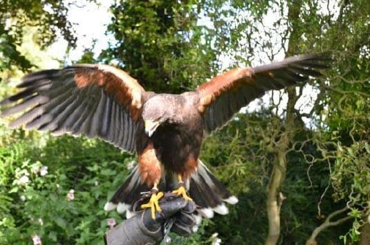 Country Pursuits Hands On Falconry