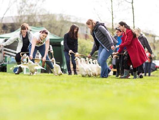 Country Pursuits Sheep Dog Duck Herding